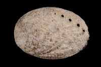 藏品(扁鮑螺)的圖片